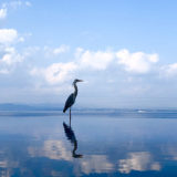 【満足度120%】ひとり水族館の楽しみ方と注目したい観察ポイント